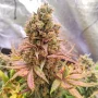 Cannabis seeds Passion Fruit® from Dutch Passion